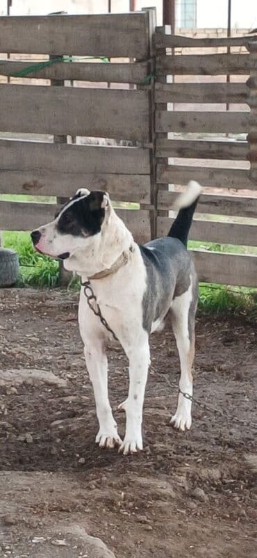 İtlər: Qurdbasar, 1 il, Erkek, Peyvəndli, Ödənişli çatdırılma — 2