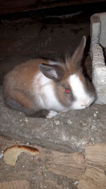 Mercedes-Benz: Karlik nov dovwanlar — 1