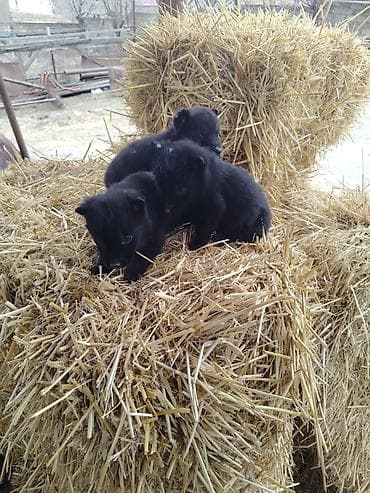 xacmaz heyvan bazari: Nemes afçarka sı 2 ədəd erkək — 3