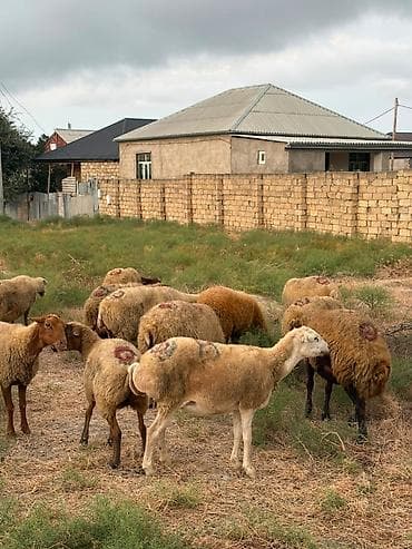 keçi balası: Dişi, il: 1, 40 kq, Damazlıq, Südlük, Ətlik, Ünvandan götürmə — 7