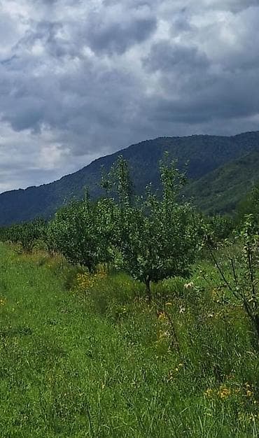 12 sot, Tikinti, Mülkiyyətçi, Kupça (Çıxarış)
