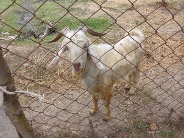 cins ineklerin satisi 2018: 11 baş keçidir 1 baş damazlıq 15 aylıq təkə hələbdən gəlmə 5 baş — 3