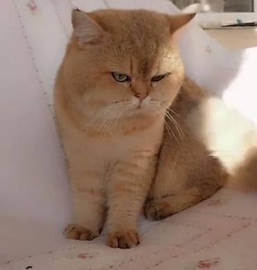 Pişiklər: Qızıl şinşilla, Erkək, Cütləşmə üçün — 10