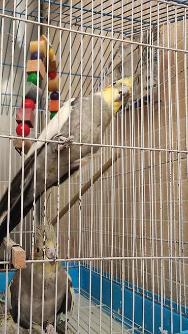 kanqal satisi: Salam biri disi bir erkek korella papuqaylari cox gozel oxumaqlari — 3