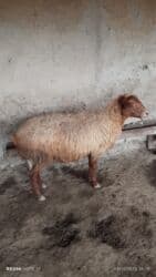 Inəklər, öküzlər: Dişi, il: 3, Damazlıq, Ünvandan götürmə — 1