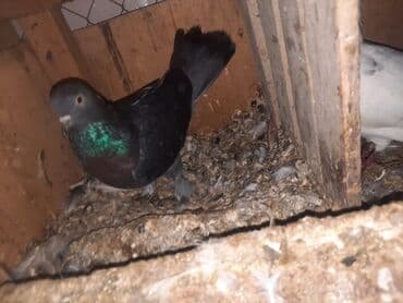 hələb kecilərin qiyməti: Məhsul: Ev göyərçini (qara rəng tonlu)
15AZN — 2