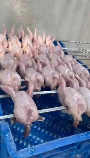 dovşan əti satılır: Məhsul: Təmizlənmiş bildirçin karkasları BİLDİRÇİN ƏTİ 160-180qr — 4
