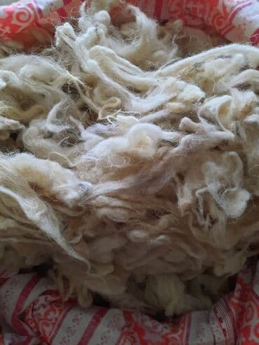 Quzu yunu, 100 %, yun doşek, yastiq, yorgan ucun. 1 kq/ 2 azn. Gence
