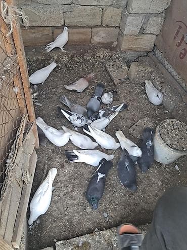 С/х животные и товары: Qüvvətli uçuşlu ev göyərçinləri - Növ: ev/qarışıq cins göyərçinlər - — 2