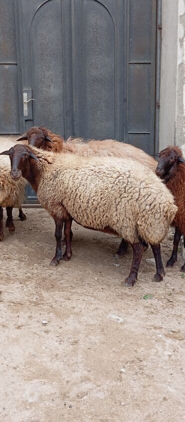 Гуси: Salam ünvan Bakıin maştağa kendi obşi 8 baş heyvanlar 1 baş ana-bala — 4