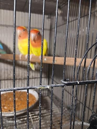 tutuquş: Məhsul: Sevgi quşları (Lovebird) – cüt Təsvir: - Parlaq sarı bədən — 4