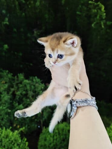 золотая шиншилла баку: Qızıl şinşilla, Dişi, Yaxşı əllərə, Pulsuz çatdırılma — 2