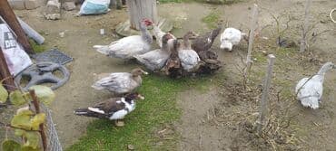 mirvari ördək: Həm kəsilməli həm də damazlıq original təmiz cins lal ördəklər ( — 2