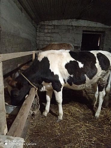 Qaramal – qara-ağ rəngli, sağlam bədən quruluşlu - Növ: inək/cavan — 10