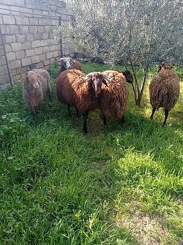 qoyun qala: Erkək, Qala, il: 1, 70 kq, Damazlıq, Ətlik, Ünvandan götürmə — 2