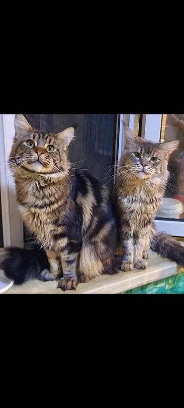 menks cinsi pişik: Meyn-kun, Erkək, Ünvandan götürmə — 8