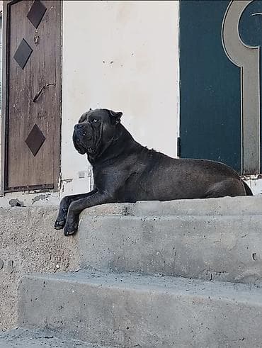 pekinis it: Kane-Korso, 2 il, Erkək, Peyvəndli, Ünvandan götürmə, Ödənişli çatdırılma — 3