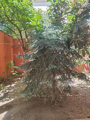 xurma ağacı: Yolka agaci satilir. hundurluk təxmini 2.50 m. Torpagdan cixarilmayib — 3