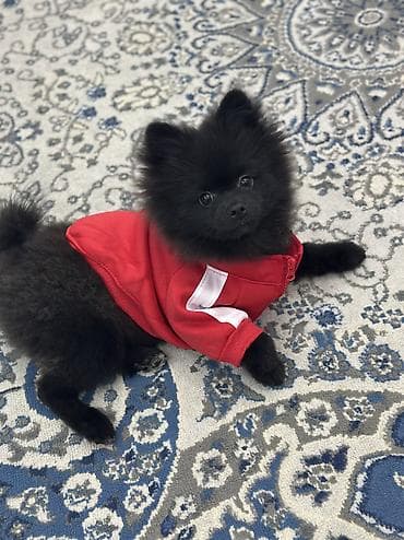 qafqaz itləri: Şpitz, 4 ay, Erkek, Peyvəndli, Ünvandan götürmə — 7