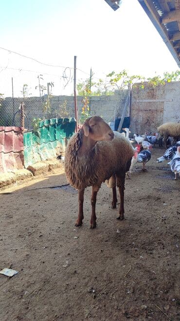 qoyun qiyməti 2024: Damazlıq veya ətlik Toglu Satılır Sağlamdır heç bir problemi yoxdu — 2