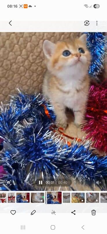 Jeep: Dişi, Yaxşı əllərə — 4