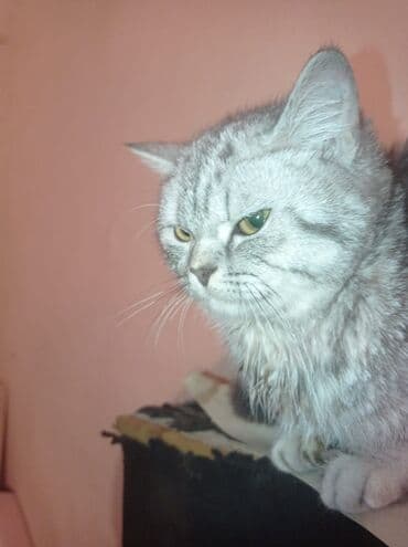 pisik ucun daraq: Şinşilla, Dişi, Yaxşı əllərə, Pulsuz çatdırılma — 5