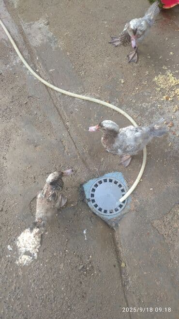 ördək neçə günə bala çıxarır: Məhsul: Muskoviy (Hind ördəyi) balaları – 5 ədəd Xüsusiyyətlər: - — 6