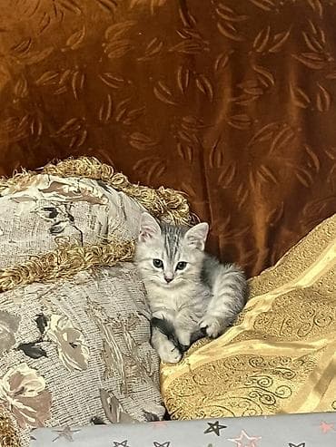 Şinşilla, Dişi, Yaxşı əllərə, Ödənişli çatdırılma