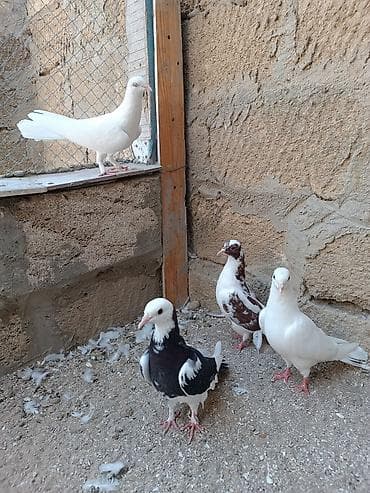 pulsuz heyvanlar verilir: Tutulma quşlar hamısı bir yerdə satılır. İstəyən zəng edə və V Pa yaza — 6