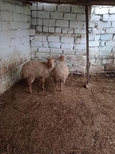 Asia: Qiymət cütünə ayıdır cütü 520 m Bu quzular satılır istəyən olsa yazsın — 7