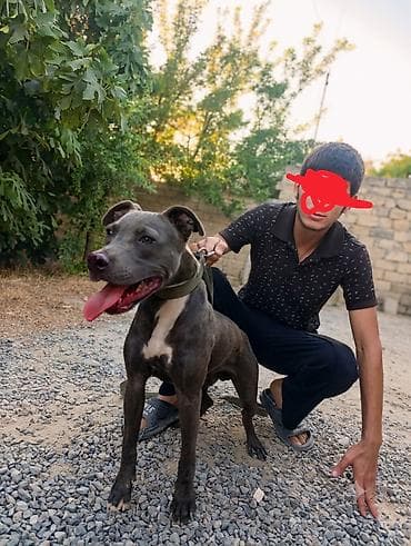 qurdbasar itləri: Pitbul, Erkek, Peyvəndli — 2