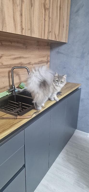 qız pişik adları: 1 yaşı yeni olmuş dişi şinşila cütləşdirilir, təcrübəli erkək pişik — 2