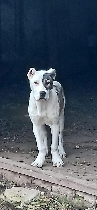 çoban iti: Qurdbasar, 4 ay, Dişi — 4