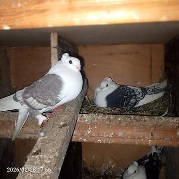 Cins göyərçinlər – başında “qıvrım/tac” tüklü, saqqallı və lələkli