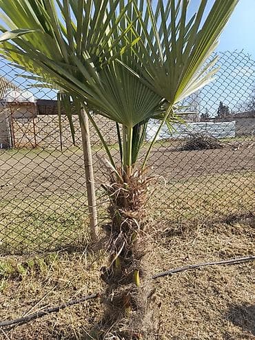 Reklam lövhələri: Mebel və ev əşyaları paketi - Şüşəli vitrin bufet: Üst hissəsi tam — 8