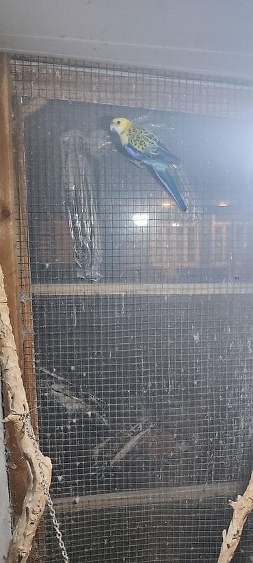 tutuquşu çex: Rosella (Platycercus) tutuquşu – rəngarəng nümayəndə Xüsusiyyətlər: - — 3