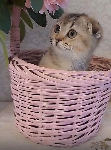 bala pisik: Şotland yastı qulaq — 2