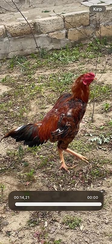 Xoruz, il: 1, Ünvandan götürmə, Ödənişli çatdırılma