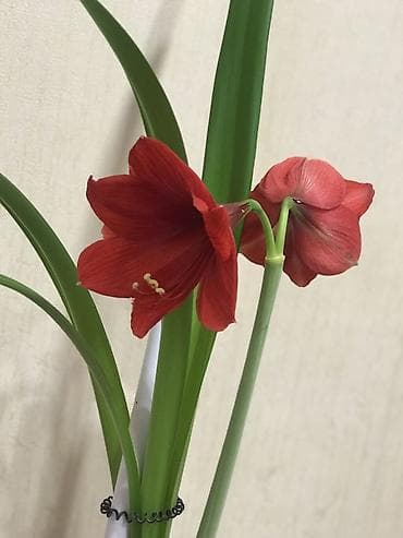 agac sekilleri: Qırmızı çiçək qönçəli otaq bitkisi – saxsı qabda - Növ: Soğanaqlı — 3