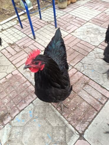 Toyota: Курица, Australop, Для разведения — 1