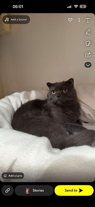 pisik evi satilir: Şotland yastı qulaq, Erkək, Yaxşı əllərə — 3