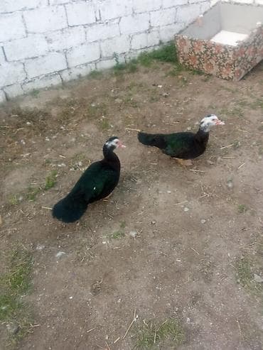 Iki dene maya satiram zümrüt son 40manat kişi 8ayliq iri heyvanardi -