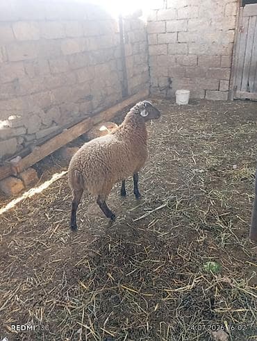 pekines bala: Orta yas heyvandi disleri hamisi agzindadi qoc icinde olub yaninda — 5