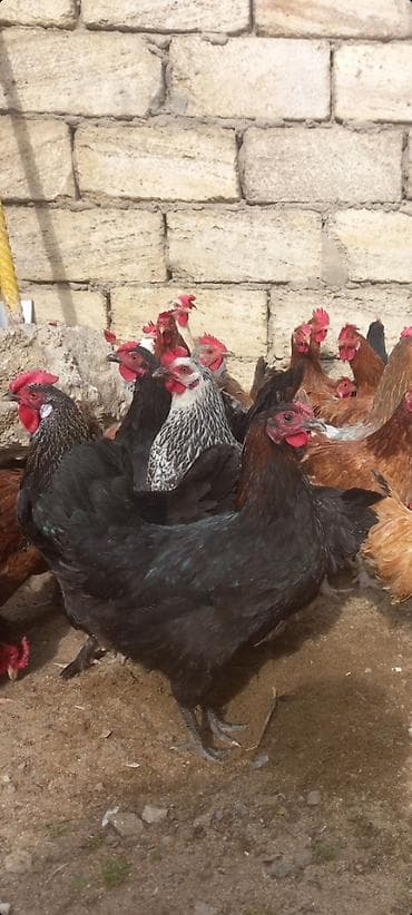 hind quşu baximi: Toyuq, Damazlıq, Ödənişli çatdırılma — 7