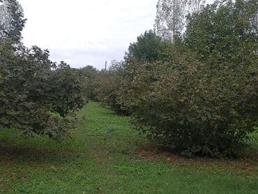 torpağ satılır: Для сельского хозяйства — 1