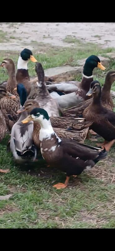 ördek: Məhsul: ördək sürüsü Təsvir: - Fotoşəkillərdə kənd təsərrüfatı üçün — 4