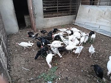 hindus: Məhsul: Hind quşları (sürü halında) Qiymət son 1 eded 25 azn Təsvir: - — 6