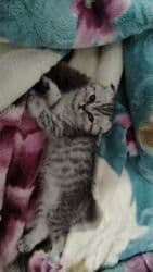 животные в добрые руки баку: Британская вислоухая, Самка, В добрые руки, Бесплатная доставка — 1