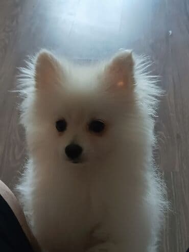 собака шпиц: купить: Шпиц, 5 месяцев, Самка — 4
