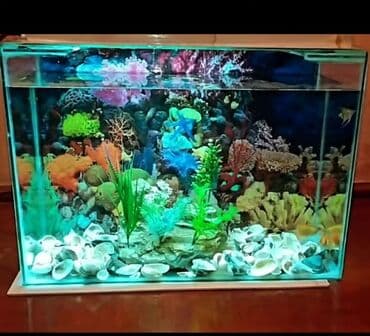 продажа аквариумных рыбок: Akvariumlar — 2